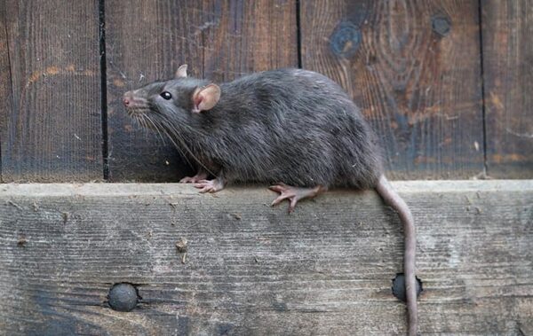 Rodent Control: Expert Tips to Prevent Rodent Infestations