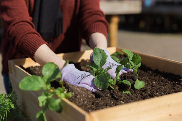 Planting Containers: Your Go-To Guide for a Thriving Garden